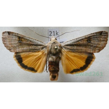 Noctua pronuba (Linnaeus, 1758) Rolnica tasiemka Czech21k